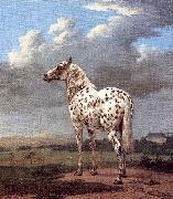 POTTER, Paulus The Piebald Horse oil on canvas